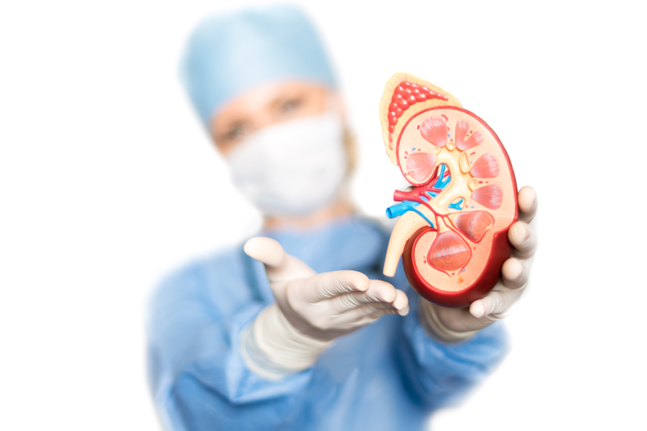 Urologist vs Nephrologist: Which one do you need?